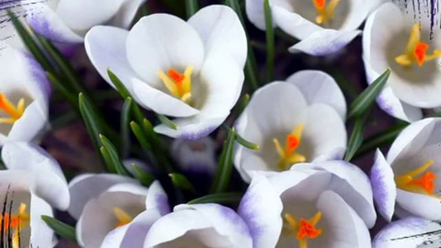 АХ ТЫ, ДУШЕЧКА исп. Наталия Муравьева Русские народные песни КРОКУСЫ (клип)  Первоцветы Весна Crocu