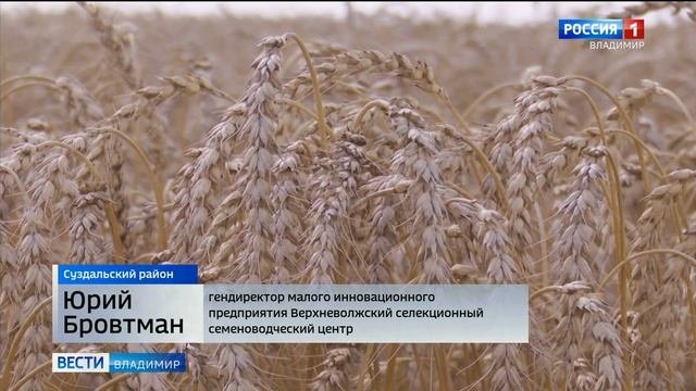 Во Владимирской области засеивают целые поля гороха благодаря уникальным специалистам