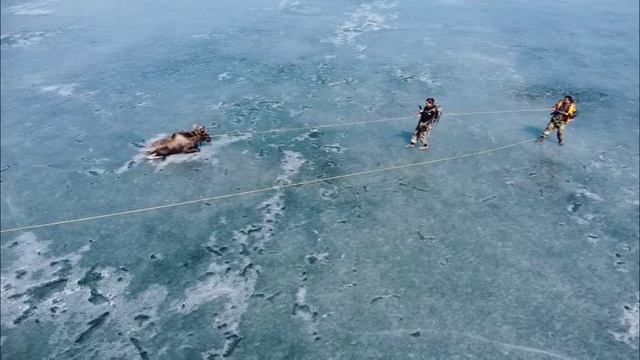 Спасение лося смотреть онлайн