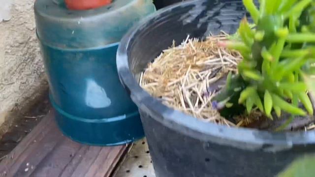 Fertilizante natural y explosión de flores 🌹🌺🌵🌸🪴🍂🥀🍁￼￼￼￼ смотреть онлайн