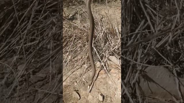 Водяной уж или гадюка? #рыбалка #змея #shorts смотреть онлайн
