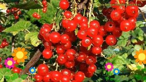 Смородина красная Йонкер Ван Теетс. Краткий обзор, описание ribes rubrum Ionker Van Teets