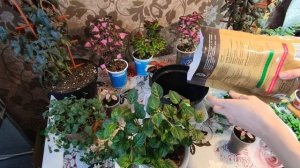 ФУКСИЯ.ПЕРЕСАДКА ФУКСИИ.2022