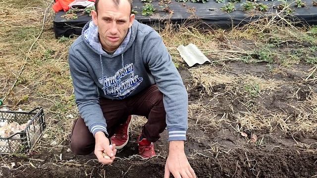 Посадка чеснока осенью / сорт Любаша