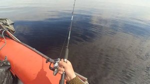 поездка за треской в Пертоминск, белое море 9.06.17
