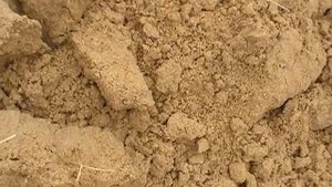 Пивная дробина. 100% сохранность сырой пивной дробины БИОконсервантом АГРОБИОБАК