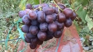 Сорта винограда Граф Монте Кристо