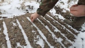 Посев свеклы под зиму