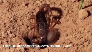 Скорпион. Самый древний и опасный хищник