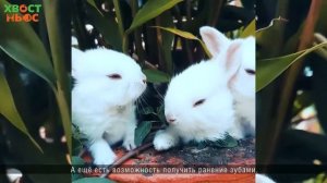 Какую пользу приносят питомцы пожилым людям?