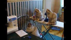 Коты  помощники приколы / Подборка забавных котов-помощников