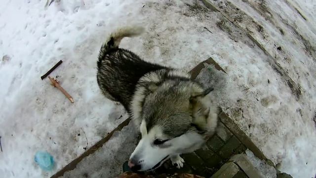 День рождения Ами. Собака грызть кость смотреть онлайн