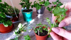 Пеларгония. Обрезка и формирование кустов пеларгонии. Омоложение пеларгонии. Pelargoniums.