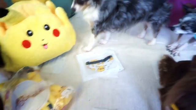 ЮМИЧУ и НАБОР ПОКЕМОНА! РАСПАКОВКА ПОКЕМОН ПОЕТ ПЕСНЮ, РЕАКЦИЯ РОДИТЕЛЕЙ на РЭП ВРЕДНОГО РЕБЕНКА смотреть онлайн