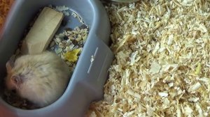 ЧЕМ КОРМИТЬ ХОМЯКА / ДЖУНГАРСКИЙ ХОМЯК / УСЛОВИЕ СОДЕРЖАНИЯ / ХОМКИ / ХОМЯК / ПРО ХОМЯКА / #МАМАДОМ