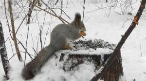 Белка на лесной кормушке  ( Sciurus vulgaris )