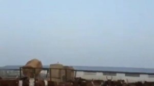 Бычки Калмыцкие. Бычки на откорм. КРС. МЭЦ. Ферма. Продажа