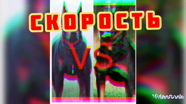 Доберман против Ротвейлера💕 смотреть онлайн