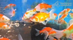 Карась декоративный для прудов купить в СПб