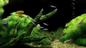 Очень  красивая  заставка - аквариум - рыбки