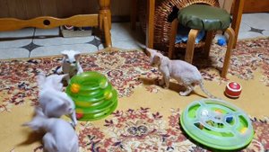 Наши котята Девон Рекс