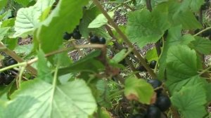 Селеченская 2 черная смородина.