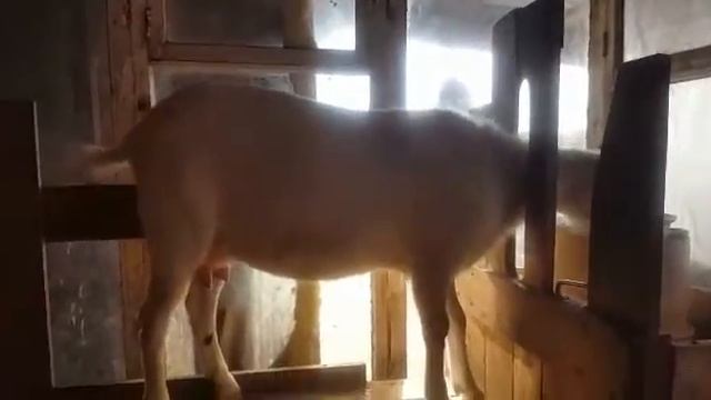 Козочка картинка смотреть онлайн