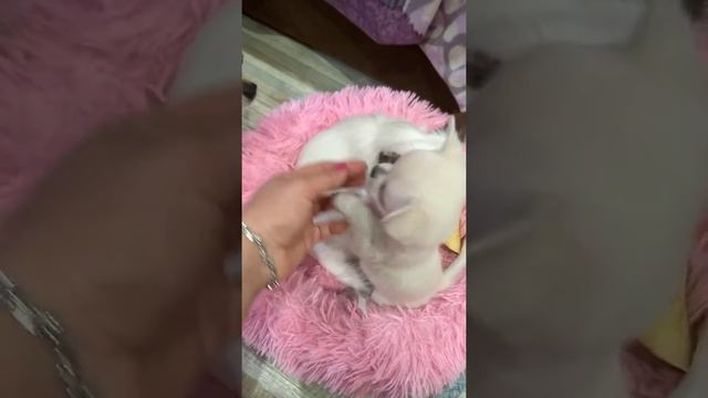 Чихуахуа разница белый и белокремовый окрас