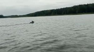 Лось, Осенняя миграция 2021, р. Печухня, Тверская обл.