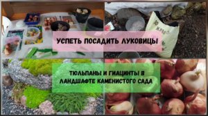 Тюльпаны и гиацинты в ландшафте каменистого сада.Успеть посадить луковицы.