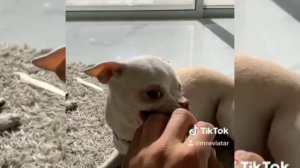 SPECIAL NIKI CHIHUAHUA #2 | Niki's (mreviatar) first videos on tiktok। pet's TV 2m