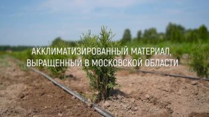 Питомник туй Ирины Любченко