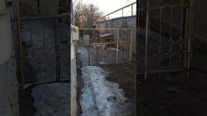 Питбуль метис алабаи