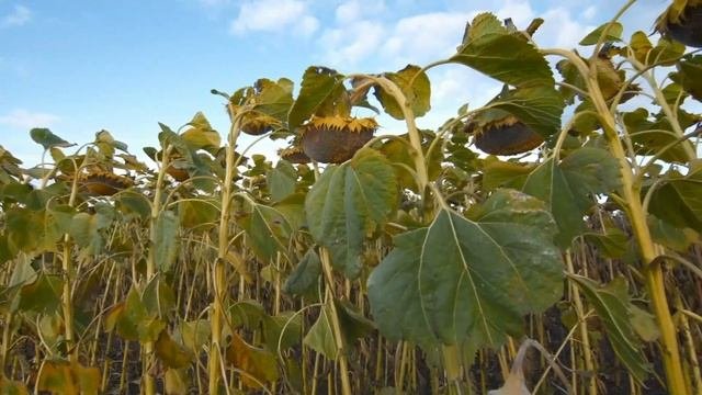 О чем говорит лимонный цвет корзинки подсолнечника в предуборочный период