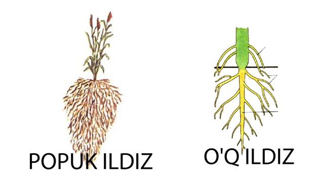 ILDIZ HAQIDA// ILDIZ TURLARI VA TIZIMLARI// ILDIZ NIMA