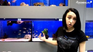 Аквариумные рыбки. Геофагус Тапажос красноголовый.