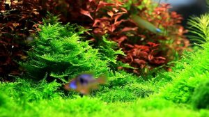 Такой изменчивый «рождественский мох» Vesicularia montagnei — Christmas moss