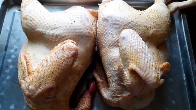 это бомба!тушка петушков Корниш самая лучшая мясная порода Корниш Индийский бойцовый тушка курицы смотреть онлайн