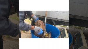 Очередное Зарыбление карпом 15.06.2022 г в КЛЁВой Усадьбе