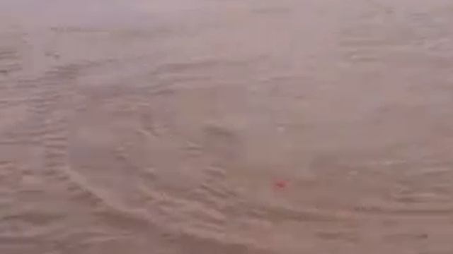 Fishing Pirarucu - Mexiana Island (Delta Amazon River) смотреть онлайн