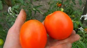 Томат Детская сладость. Созревание плодов.