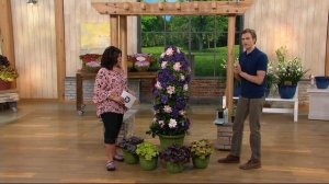 Roberta's 4-piece Long Blooming Grandiose Clematis on QVC