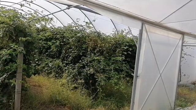 Обзор рассады Клубники Клери. Клубника в теплице смотреть онлайн