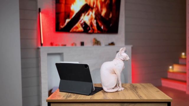Луна Целесте😻Канадский сфинкс. Кошечка – миллиардерша 💵