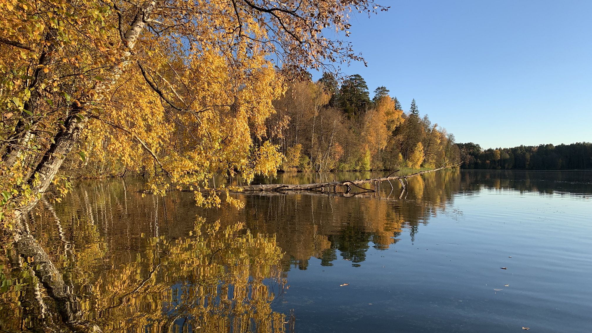 Осень, просто осень.. смотреть онлайн
