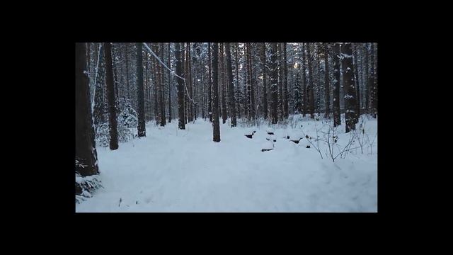 первая притравка восточно сибирской лайки смотреть онлайн