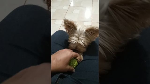 Bob e a sua bola em separável🐾🐶