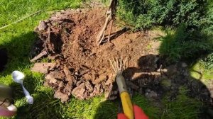 Что сыпнуть под гортензии в сентябре? Две последние осенние подкормки - чтобы лучше зимовали и цвел