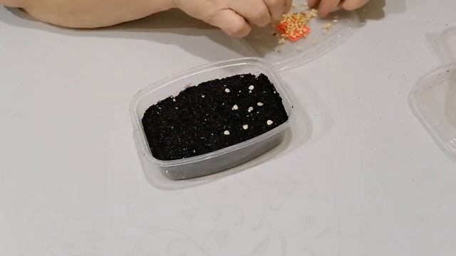 Как я сею перец. Посев из семян плодов магазинного перца.
