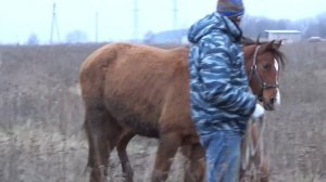 Джой и Сдоба  Первая прогулка